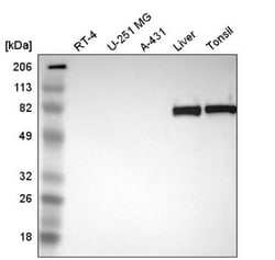 C4 binding protein A Antibody, Novus Biologicals 0.1mL; Unlabeled:Antibodies,